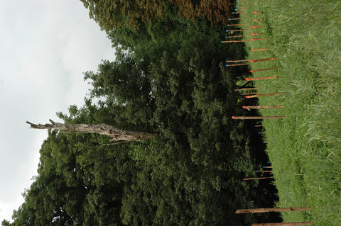a2 MUSIC-OF-THE-EARTH 90metersx150cm wood-sticks 2005