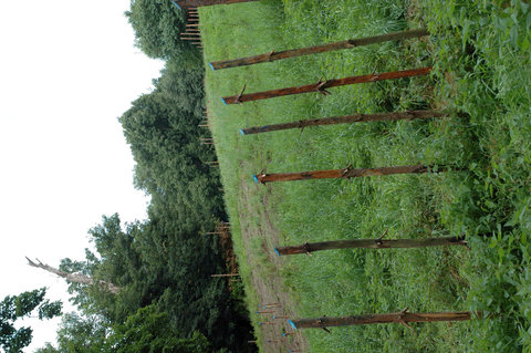 a3 MUSIC-OF-THE-EARTH 90metersx150cm wood-sticks 2005