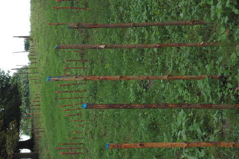 a5 MUSIC-OF-THE-EARTH 90metersx150cm wood-sticks 2005