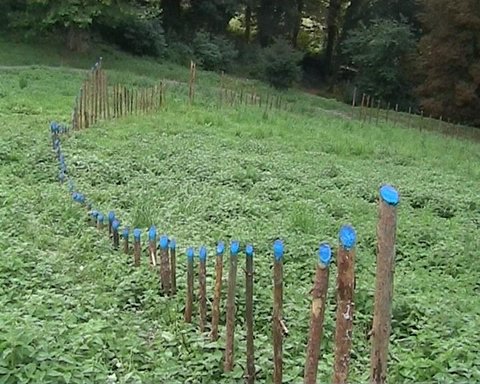a7 MUSIC-OF-THE-EARTH 90metersx150cm wood-sticks 2005